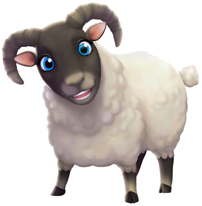Shetland Sheep image