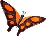 Orange Triangle Butterfly