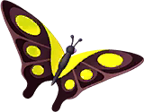 Yellow Triangle Butterfly