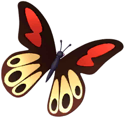 Asian Mormon Butterfly