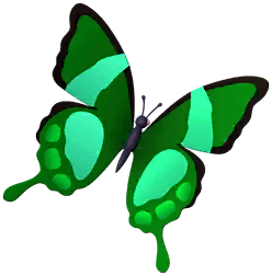 Green Swallowtail Butterfly