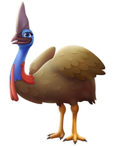 Northern Cassowary