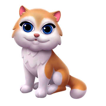 British Longhair Cat