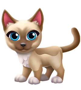 Snowshoe Cat