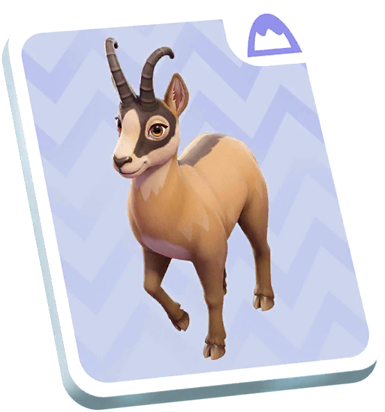 Chamois Card